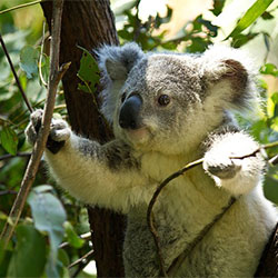 Koala A