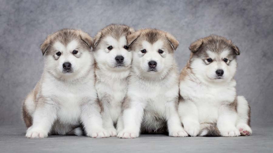 Malamute puppies