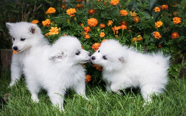 American Eskimo puppy